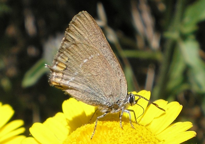 Satyrium acaciae? No Satyrium ilicis