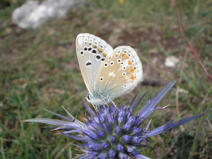 Polyommatus dorylas in accoppiamento