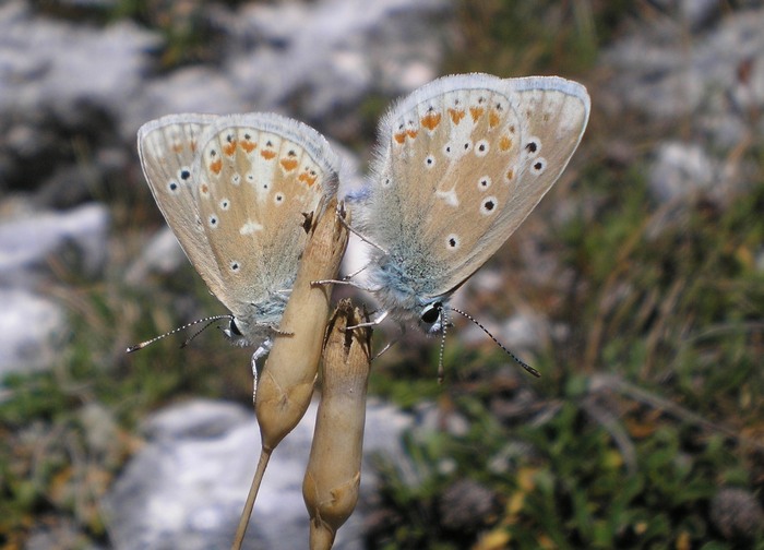 Polyommatus dorylas in accoppiamento