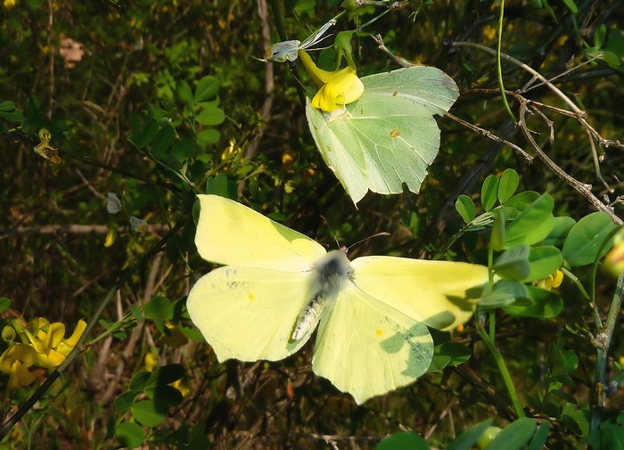 ad ali aperte: Gonepteryx rhamni