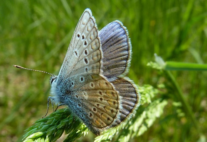 Polyommatus (strano) da identificare