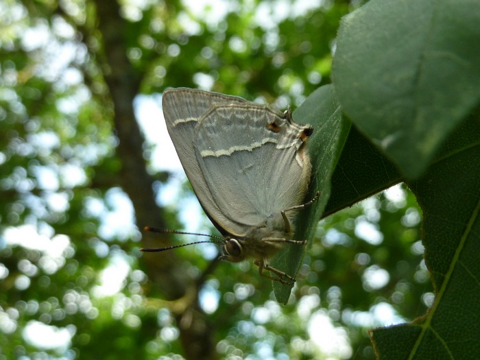 Favonius quercus