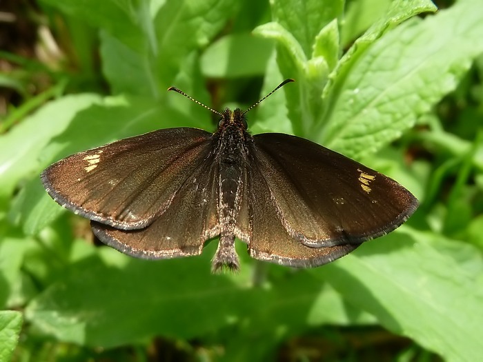 Heteropterus morpheus