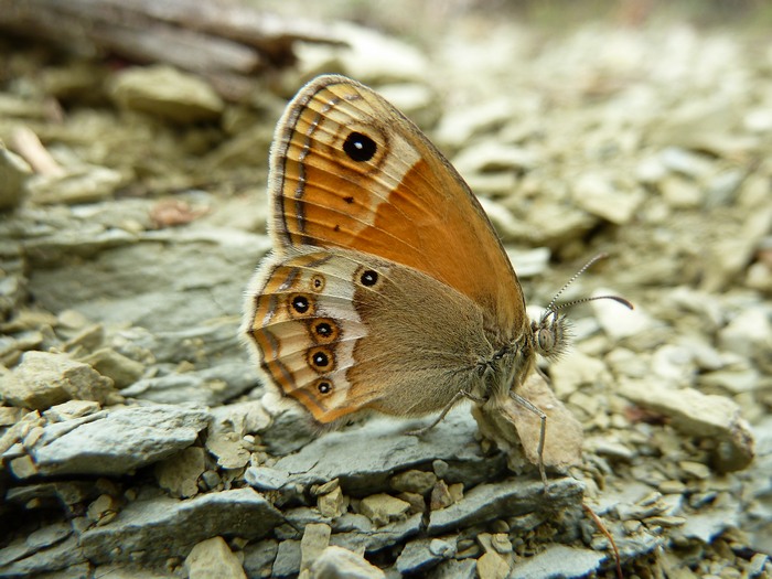 video-quiz - Coenonympha dorus