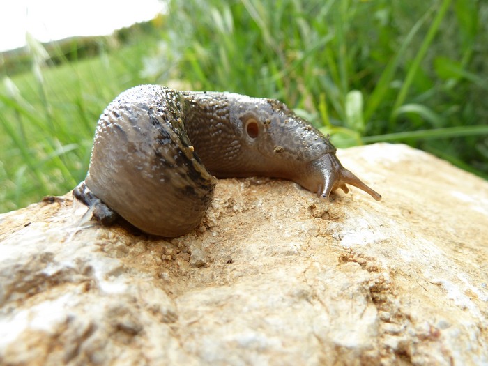 Limax maximus da Capocavallo di Corciano (PG)