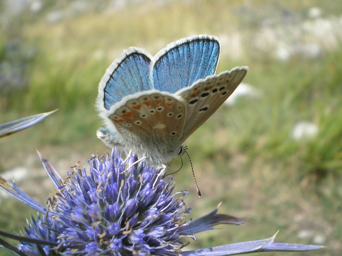 Polyommatus dorylas in accoppiamento