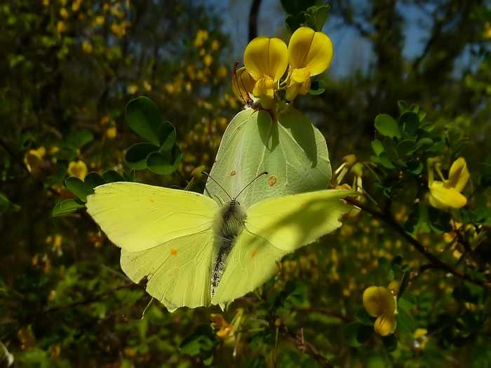 ad ali aperte: Gonepteryx rhamni
