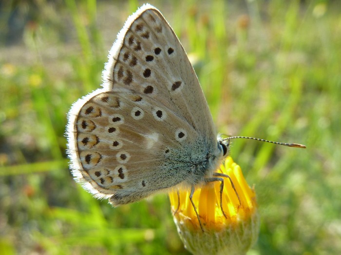 Polyommatus (Polyommatus) escheri