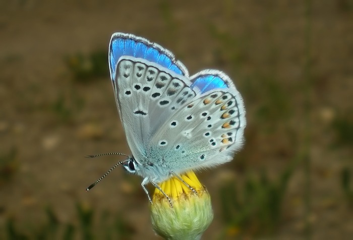 Polyommatus (strano) da identificare