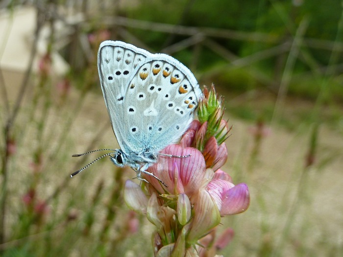 video-quiz - Coenonympha dorus