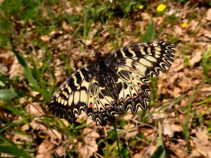 Zerinthia cassandra