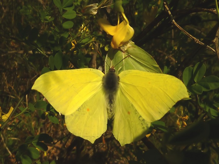 ad ali aperte: Gonepteryx rhamni
