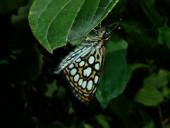 Heteropterus morpheus