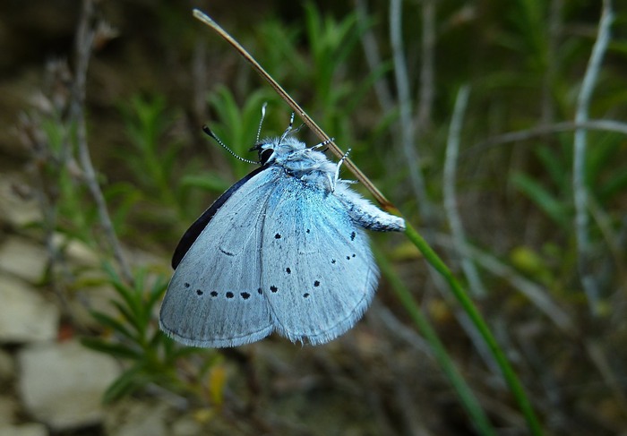 video-quiz - Coenonympha dorus