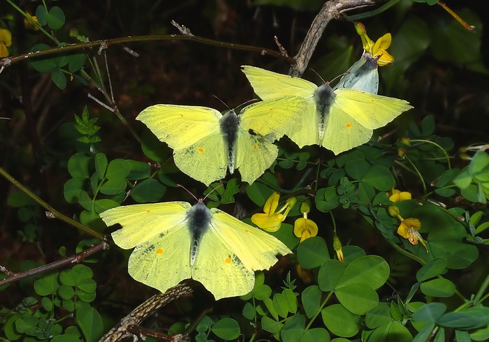 ad ali aperte: Gonepteryx rhamni