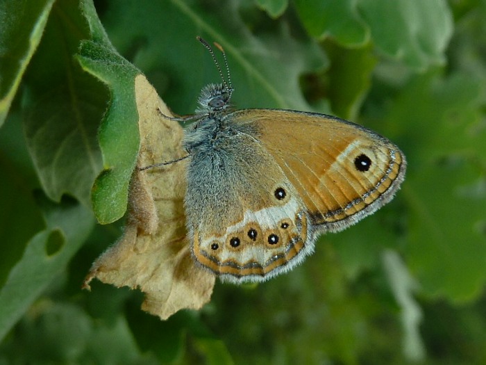 video-quiz - Coenonympha dorus