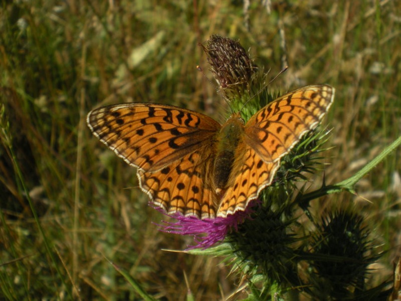 I maschi delle Argynnis si riconoscono dagli androconi......