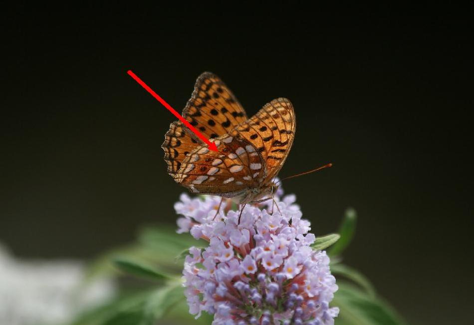 Argynnis niobe forma eris?