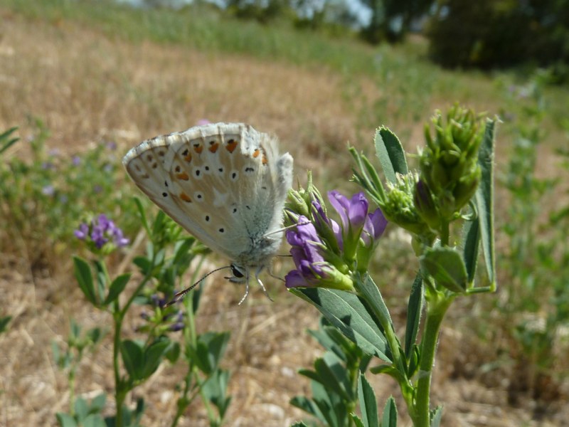 Il campo dei  Licenidi