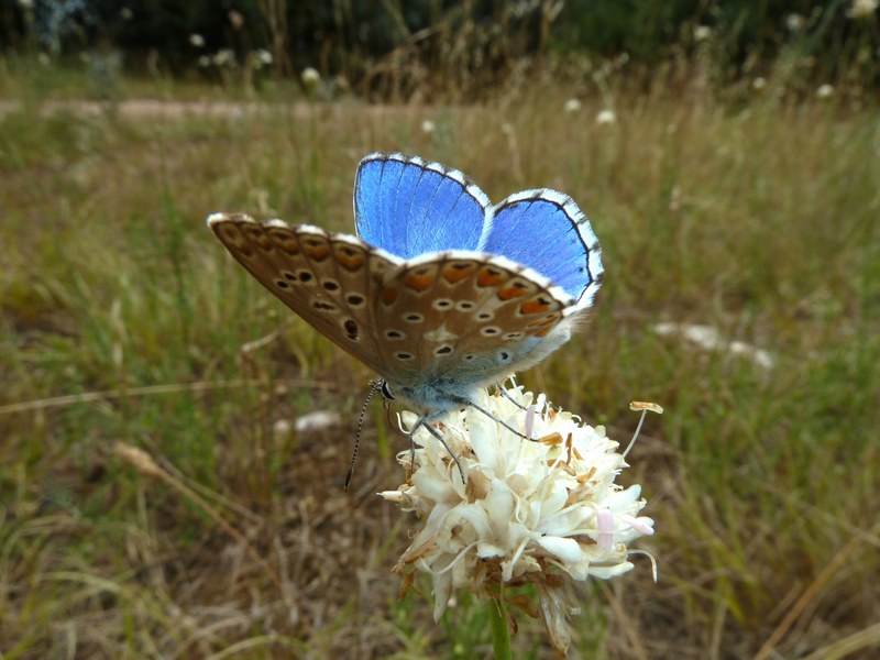 P. bellargus & P. coridon: bellezze a confronto