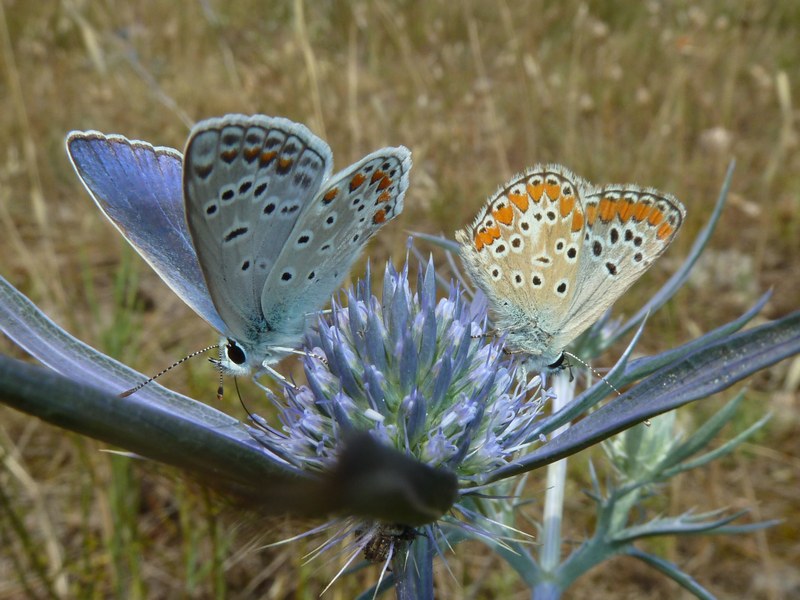 P. icarus e A. agestis