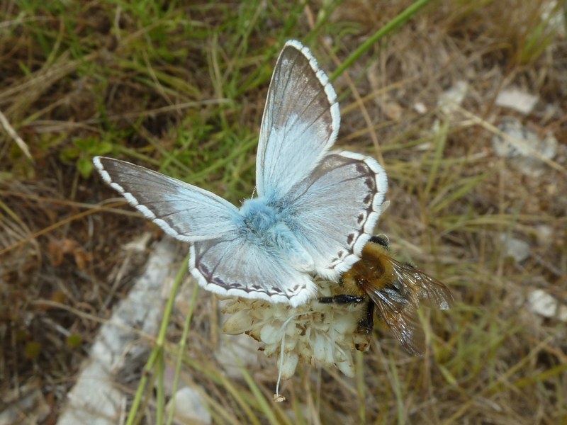 P. bellargus & P. coridon: bellezze a confronto