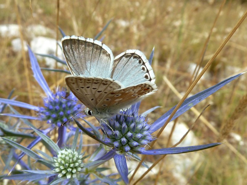 P. bellargus & P. coridon: bellezze a confronto