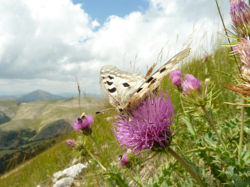 Apollo ambientate