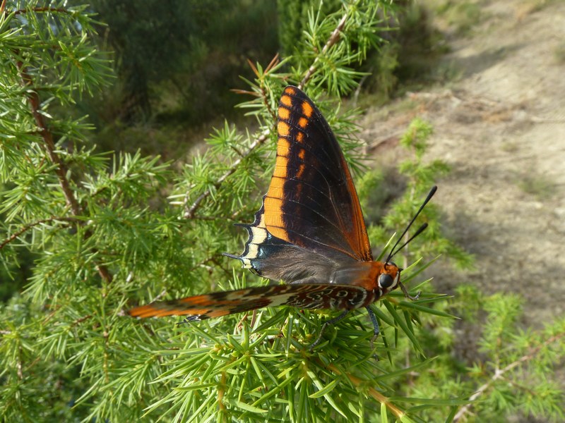 Cercando la Charaxes