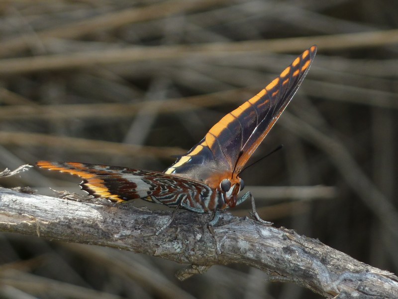 Cercando la Charaxes