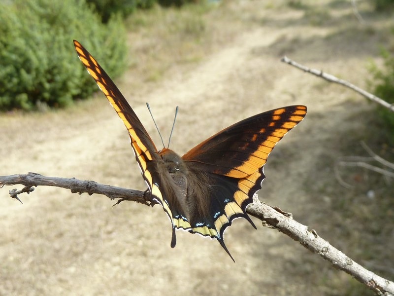 Cercando la Charaxes