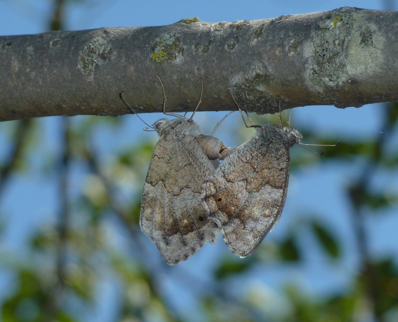 Che caldo!!! TUTTI ALL''OMBRA!