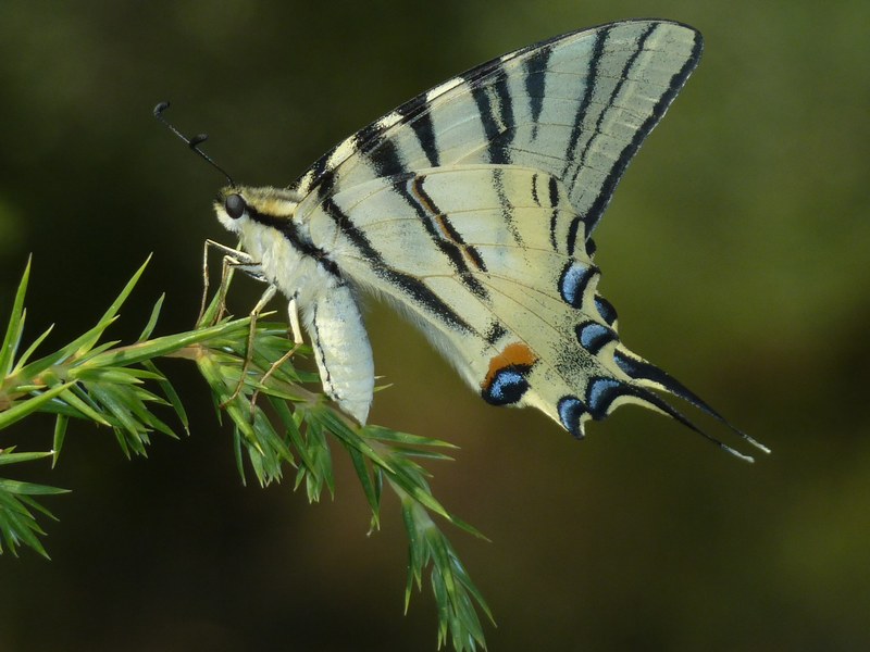 Che caldo!!! TUTTI ALL''OMBRA!
