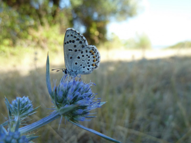 Che caldo!!! TUTTI ALL''OMBRA!