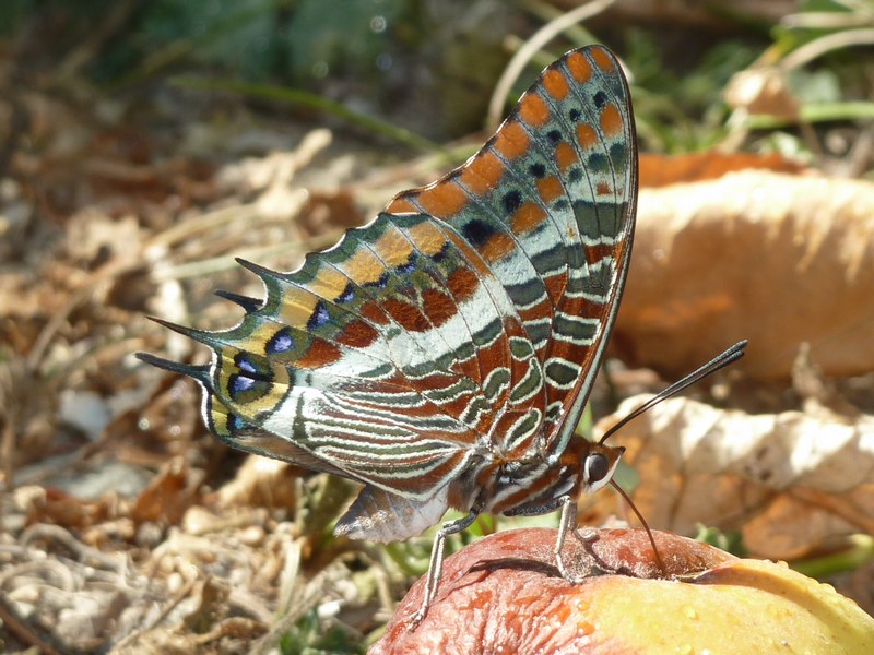 Che caldo!!! TUTTI ALL''OMBRA!