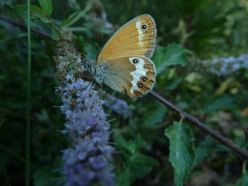 Che caldo!!! TUTTI ALL''OMBRA!