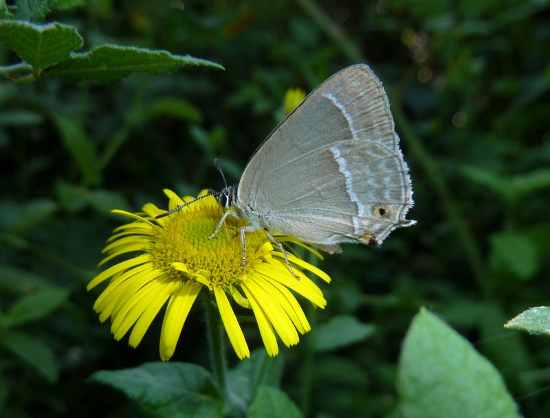 Che caldo!!! TUTTI ALL''OMBRA!