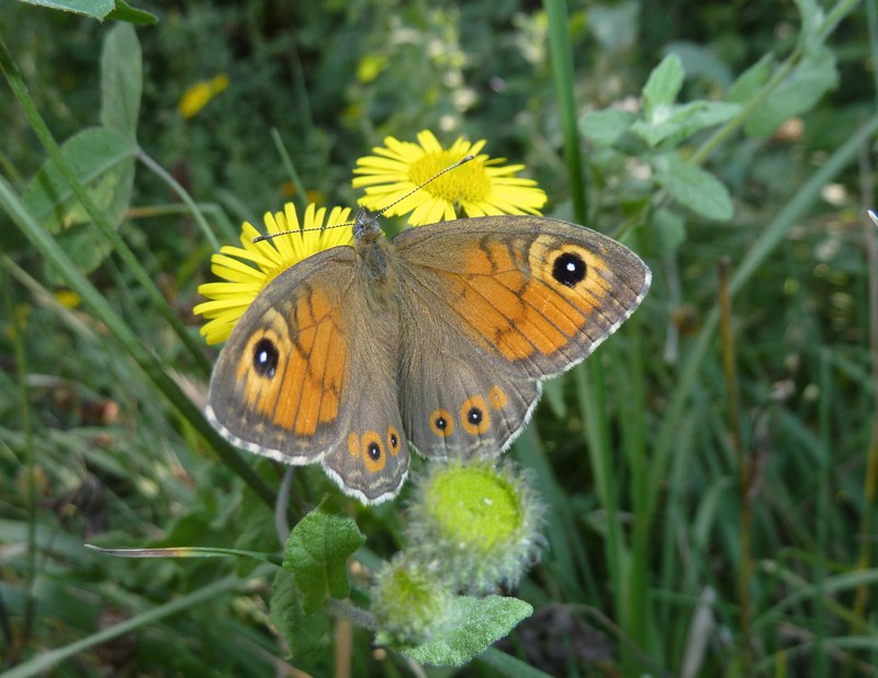 Che caldo!!! TUTTI ALL''OMBRA!