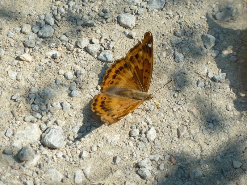 Che caldo!!! TUTTI ALL''OMBRA!