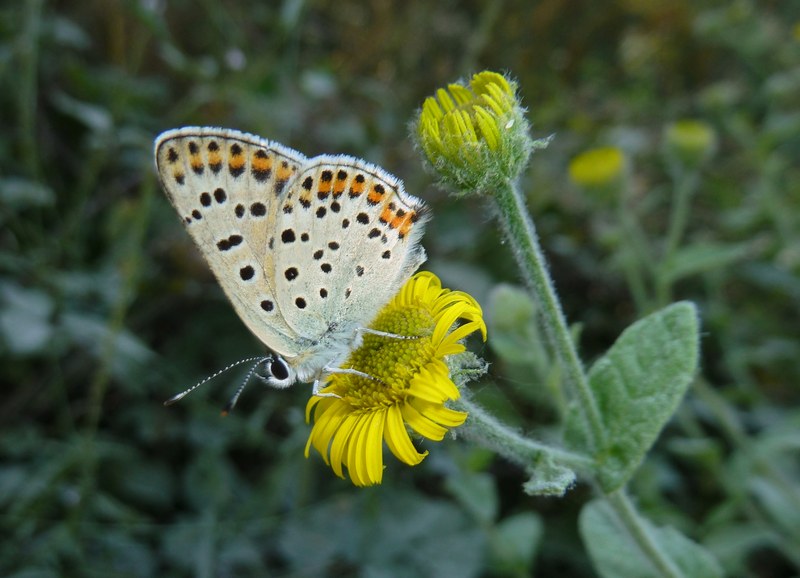 Che caldo!!! TUTTI ALL''OMBRA!