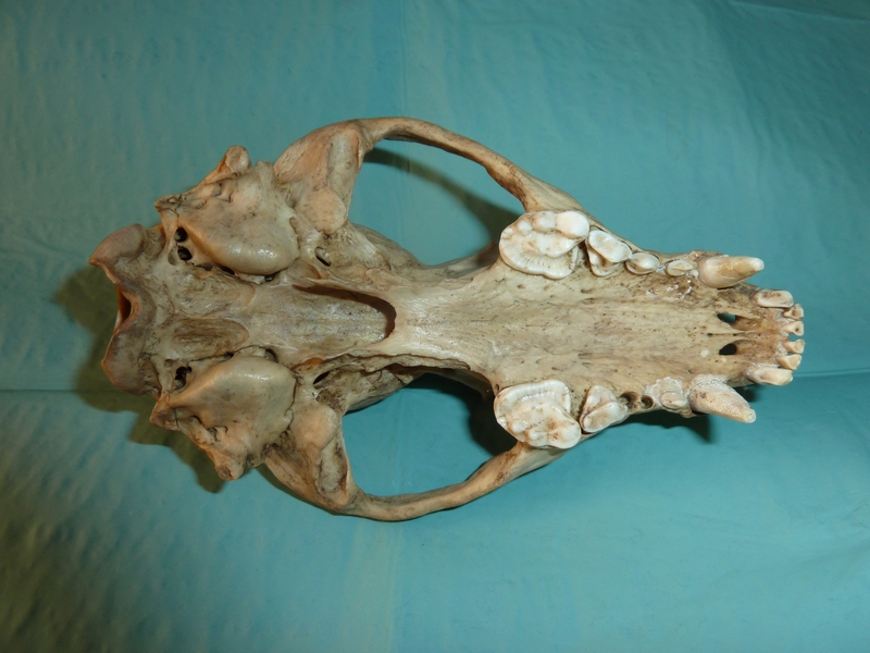 Teschio da identificare