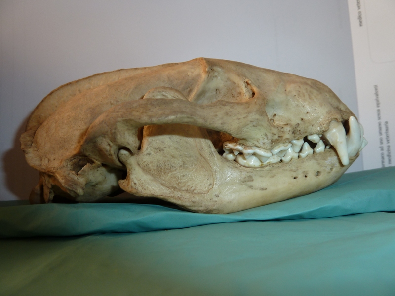 Teschio da identificare