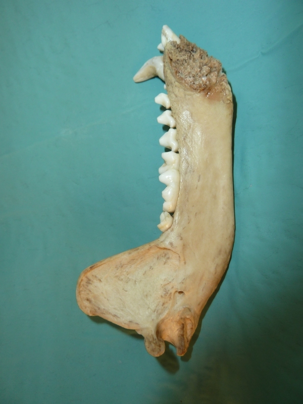 Teschio da identificare