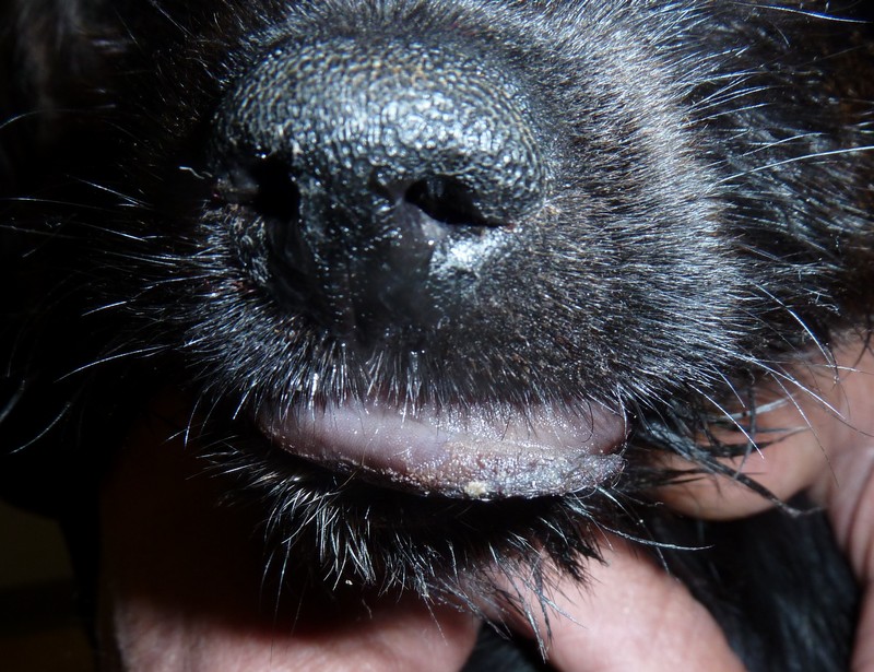 Thaumetopoea pityocampa