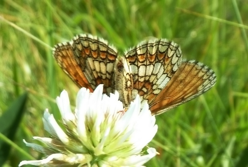 farfalle sui Sibillini