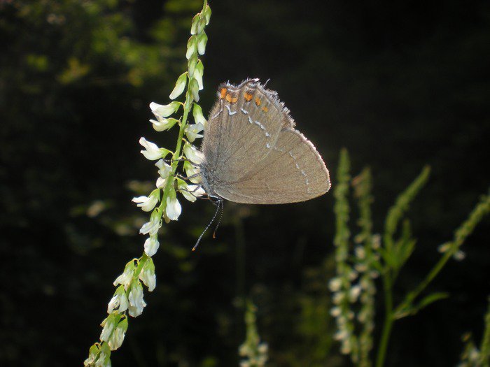 Satyrium acaciae? No Satyrium ilicis