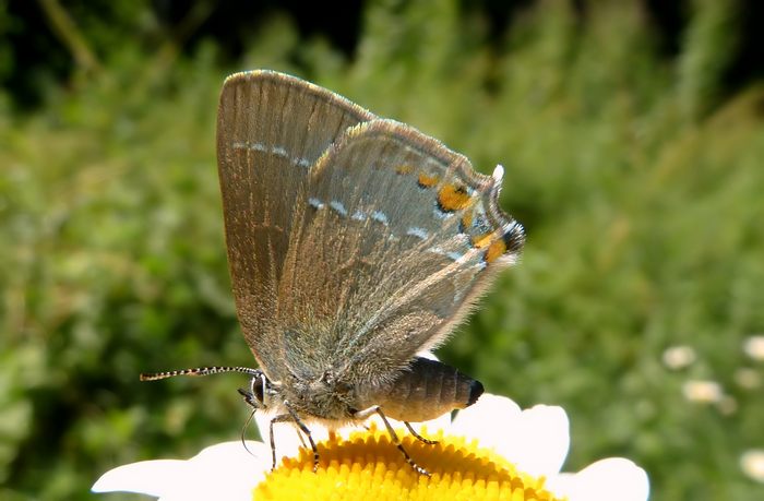 Satyrium acaciae: carattere diagnostico!!