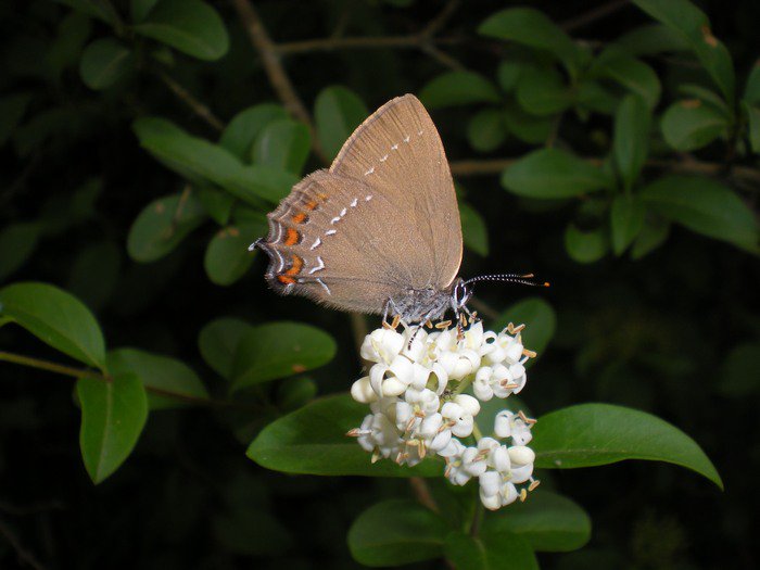 Satyrium acaciae? No Satyrium ilicis