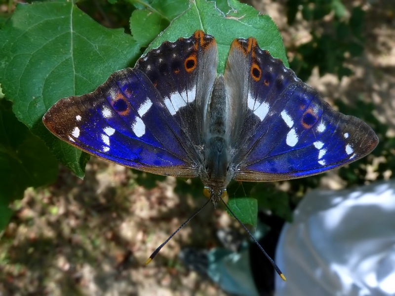 I colori dell''Apatura ilia