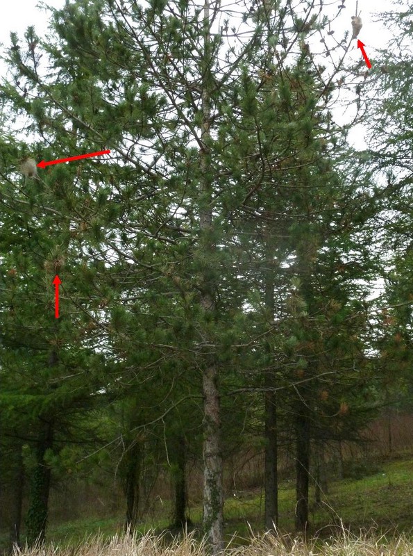 Thaumetopoea pityocampa